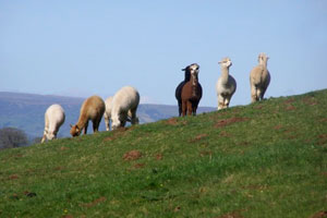 Camping and glamping holidays in the Wye Valley, Wales